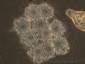 Actinophrys sp.